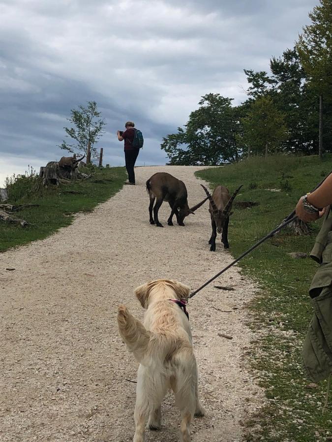 MILLIEs hosting - Familienurlaub mit Hund in Kärnten Sankt Paul im Lavanttal Exterior foto