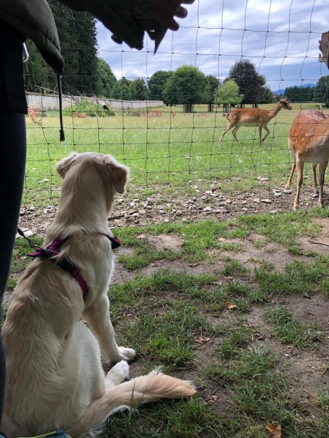 MILLIEs hosting - Familienurlaub mit Hund in Kärnten Sankt Paul im Lavanttal Exterior foto